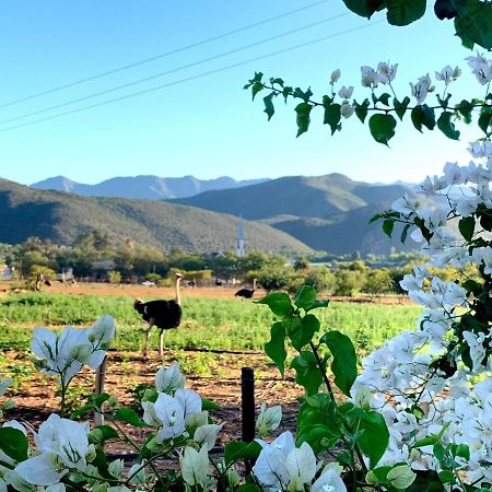 Berluda Farmhouse And Cottages Oudtshoorn Εξωτερικό φωτογραφία