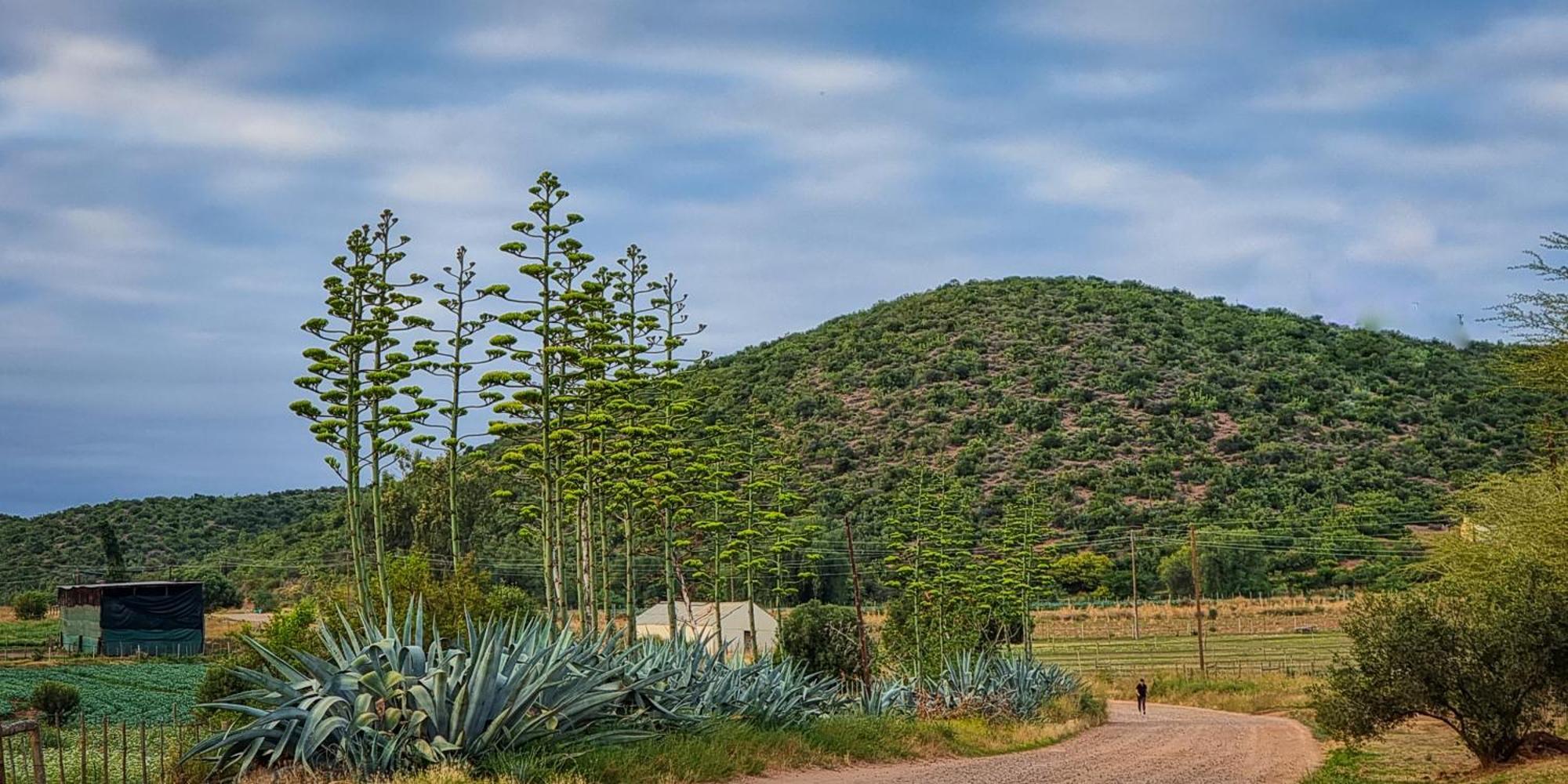 Berluda Farmhouse And Cottages Oudtshoorn Εξωτερικό φωτογραφία